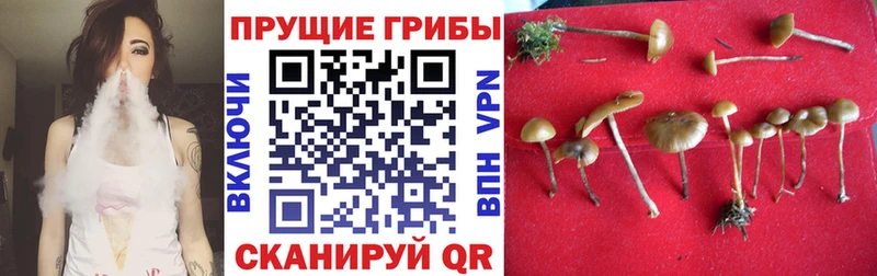 Купить где  Михайлов  Псилоцибиновые грибы MAGIC MUSHROOMS 